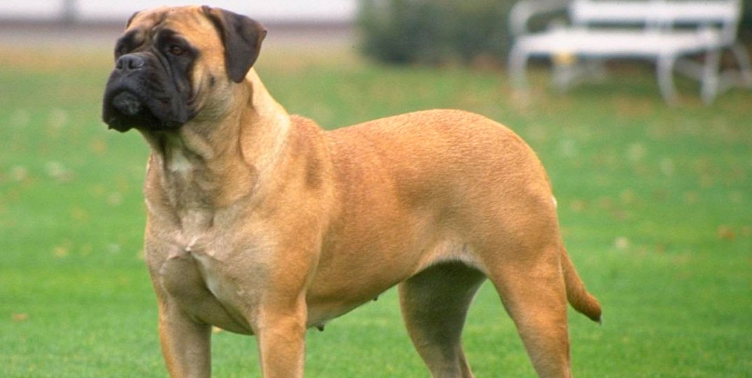 Mastiff Inglês: o maior e mais pesado cão do mundo - Pet Shop RJ