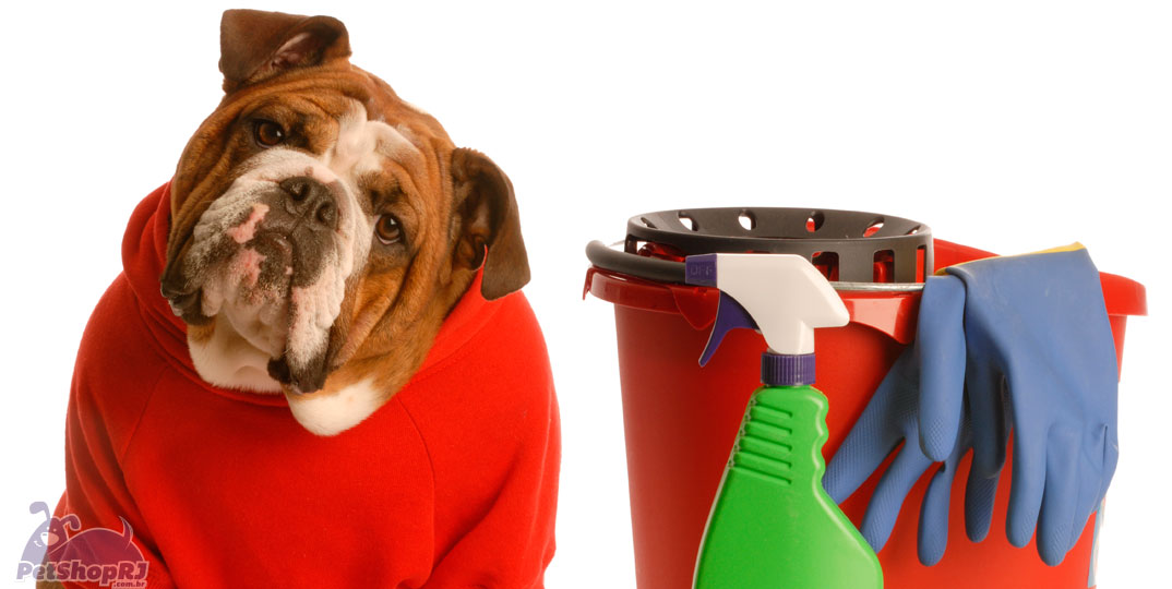 Aprenda como manter sua casa livre do mau cheiro dos pets