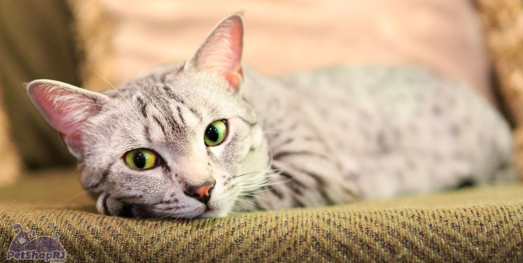 Saiba mais sobre a Doença do Trato Urinário Inferior Felino