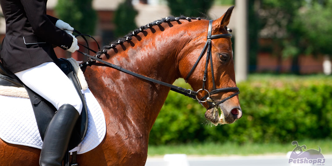 Jogos para os apaixonados por cavalos