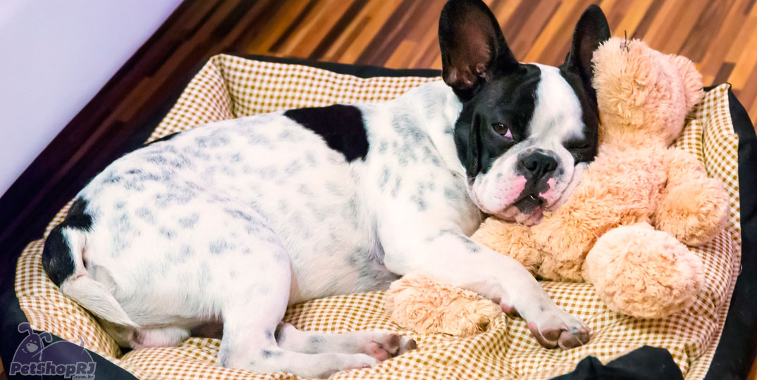 Cama para cachorro