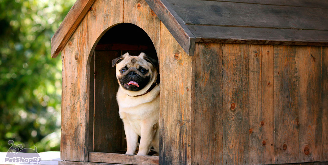 Por que ter uma casinha de cachorro? - Pet Shop RJ