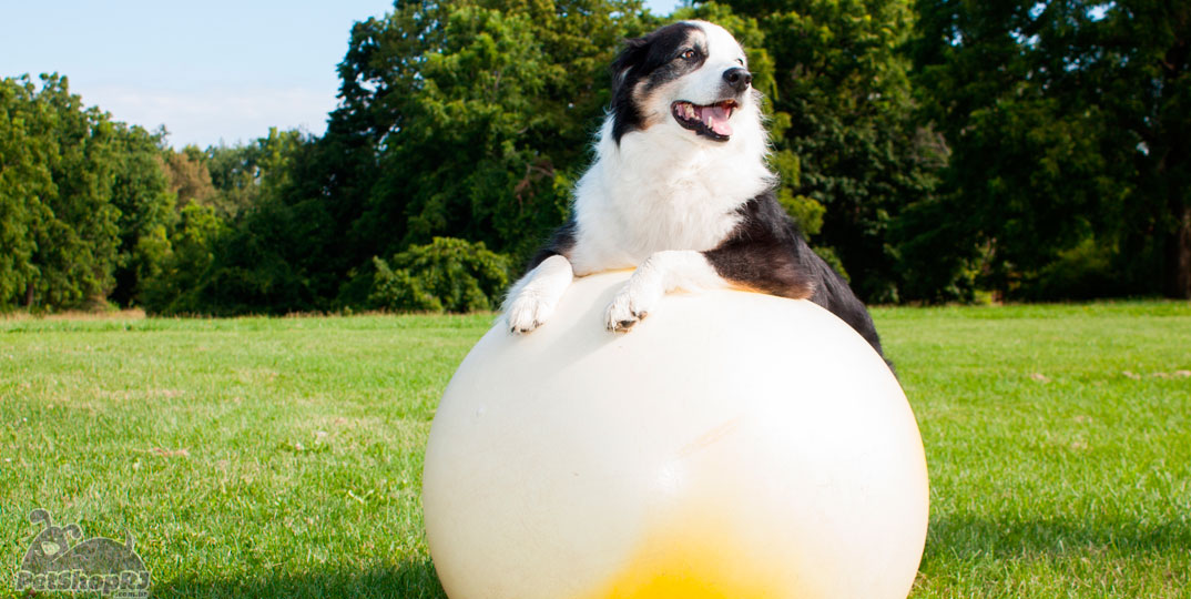 Regras básicas para a saúde do seu pet