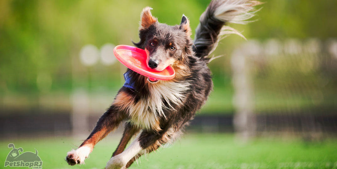 Atividades esportivas para cães ganham espaço no Brasil