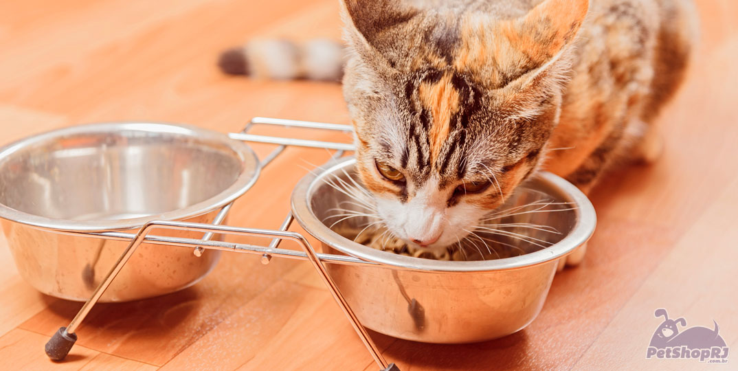 Alimentação de gatos exige cuidado