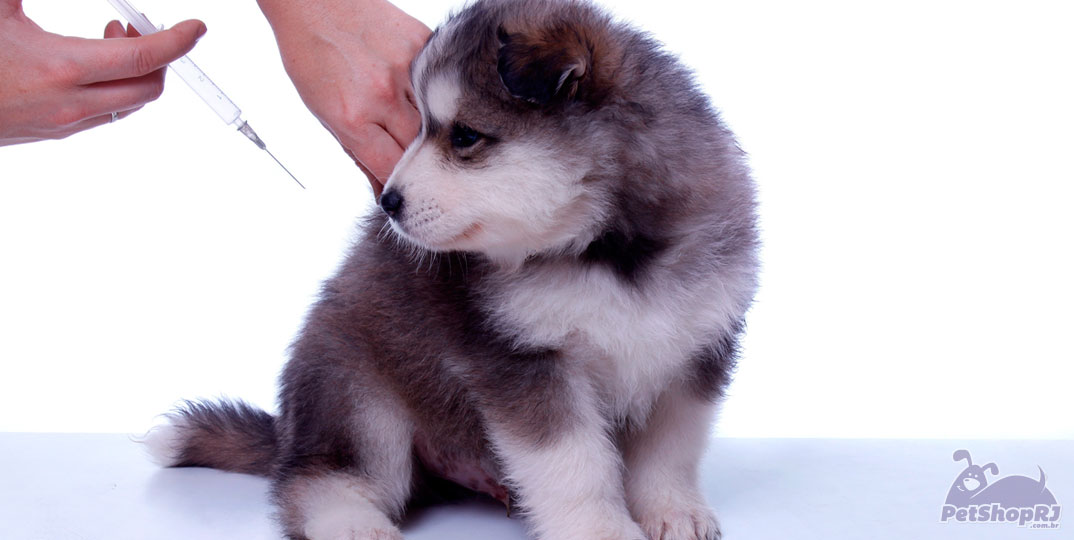 Veterinária recomenda vacina em cães para prevenir leptospirose no verão