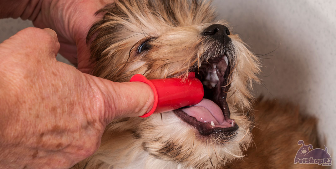 Sete dicas na hora de escovar os dentes do seu pet