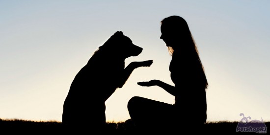 Troca de olhares explica amor entre cães e humanos